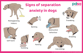 Round Rock dog trainers anxiety in dogs Austin Dog Manners