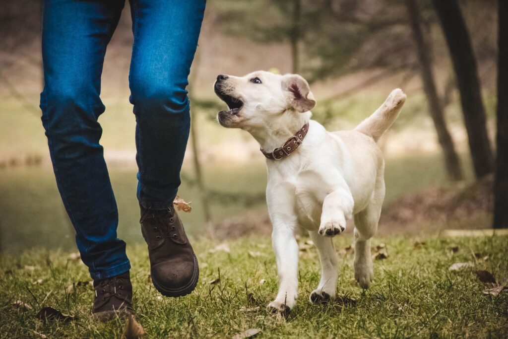 Austin Dog Manners puppy training