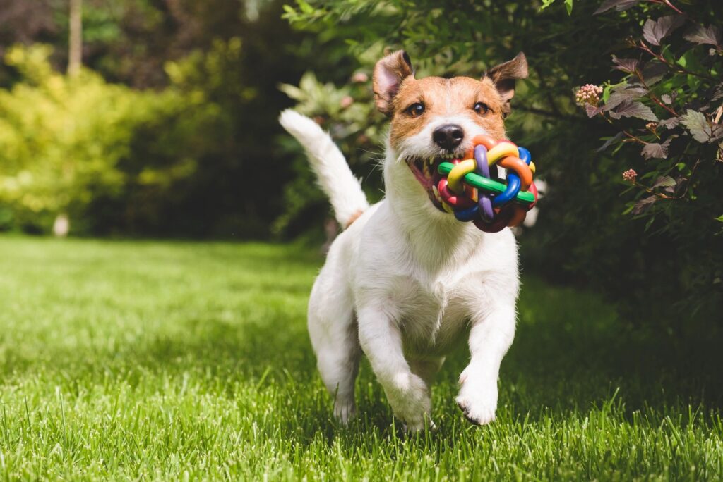 Austin Dog Manners puppy training