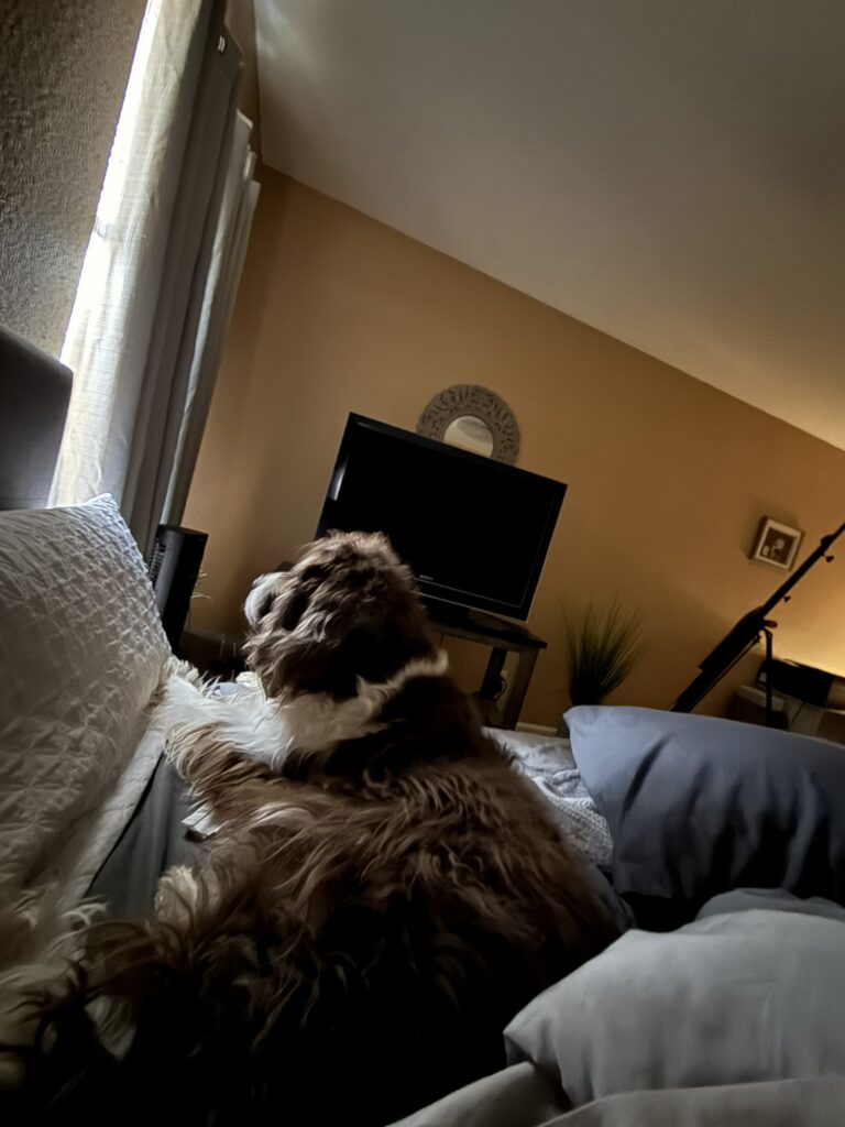 Separation anxiety in dogs