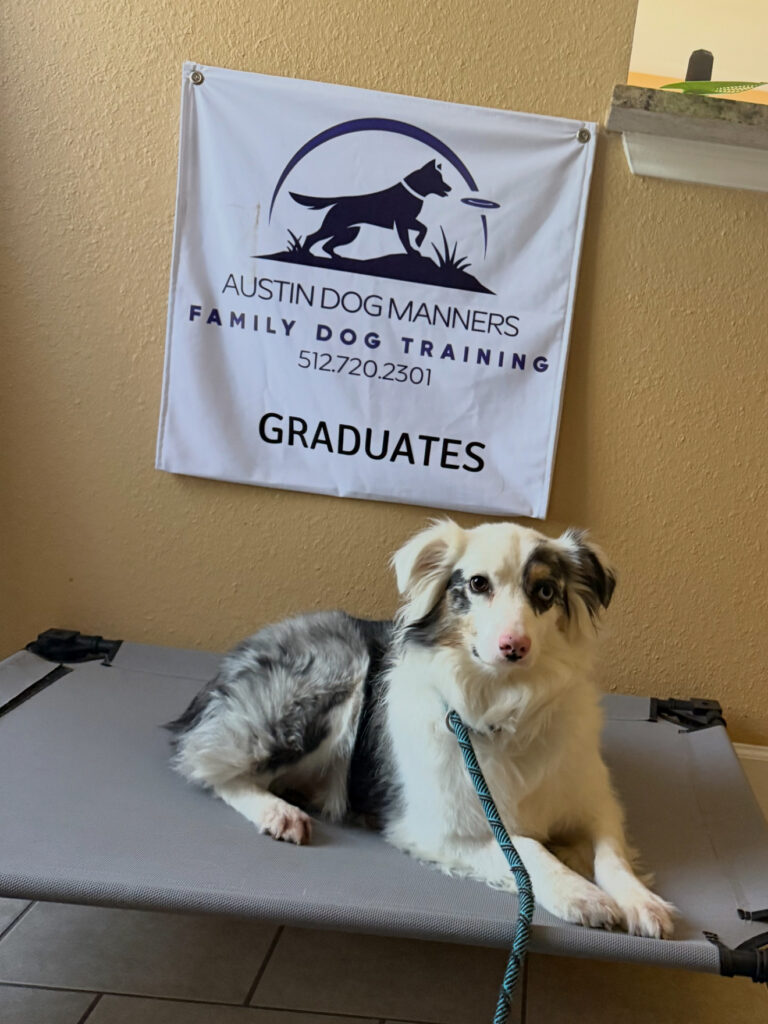 Down Command dog training Austin Dog MAnners
