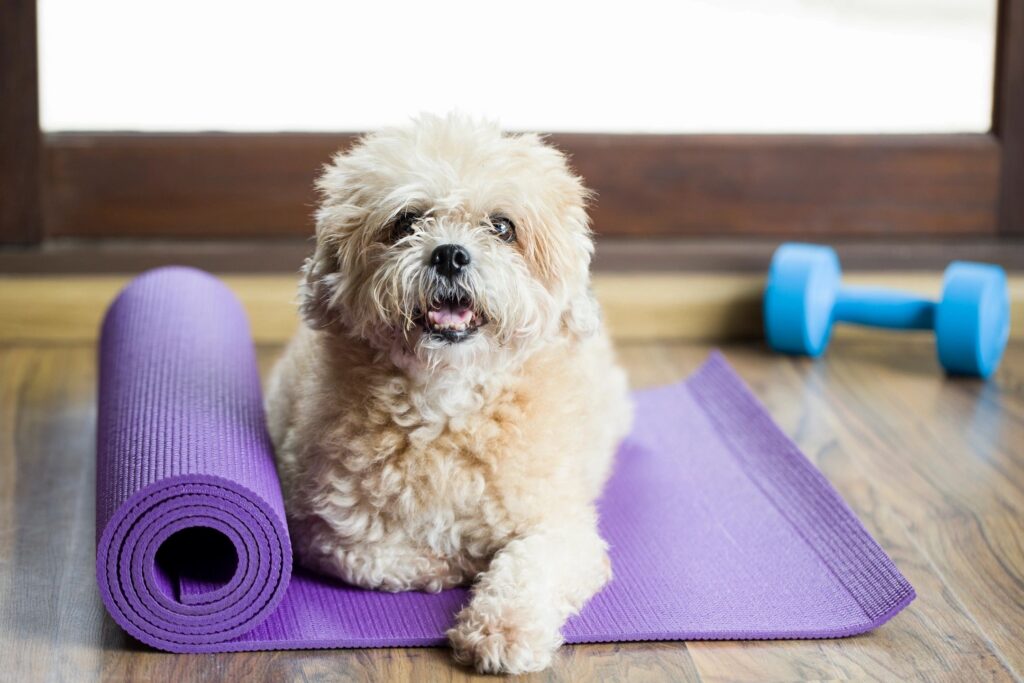 Cute fluffy dog sits on a purple yoga mat with a rolled mat and blue dumbbells in a home gym setting
