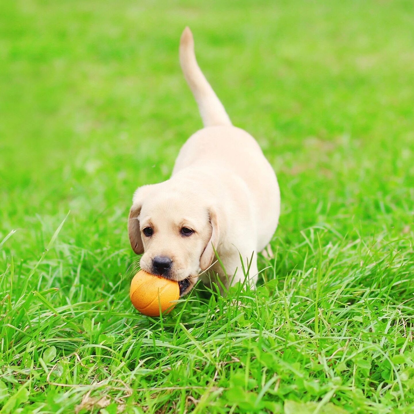 puppy training Austin Texas