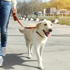 Round Rock dog trainers near you