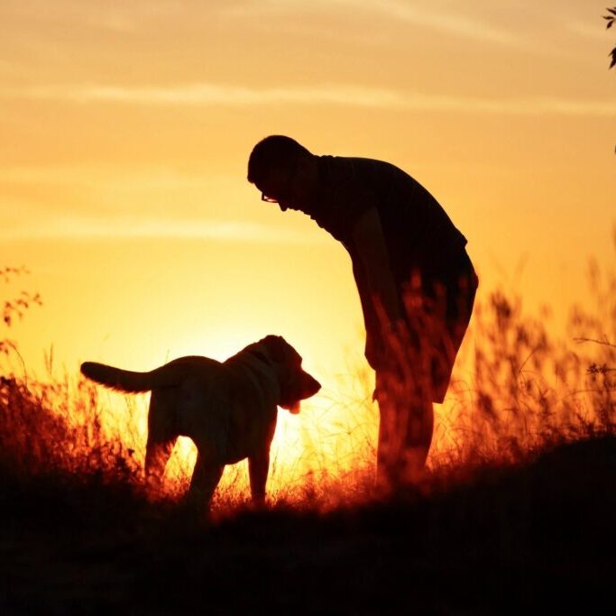 dog training round rock obedience training