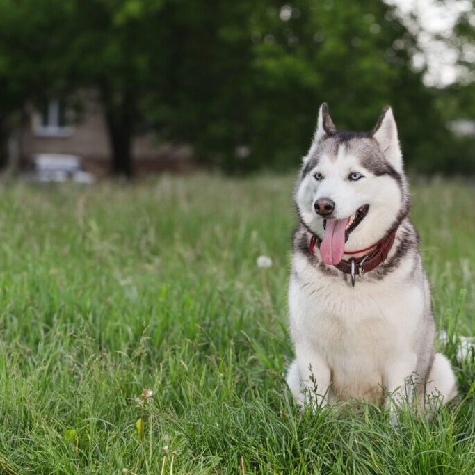 Round Rock dog training