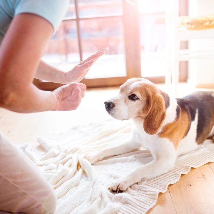 teaching down command dog training