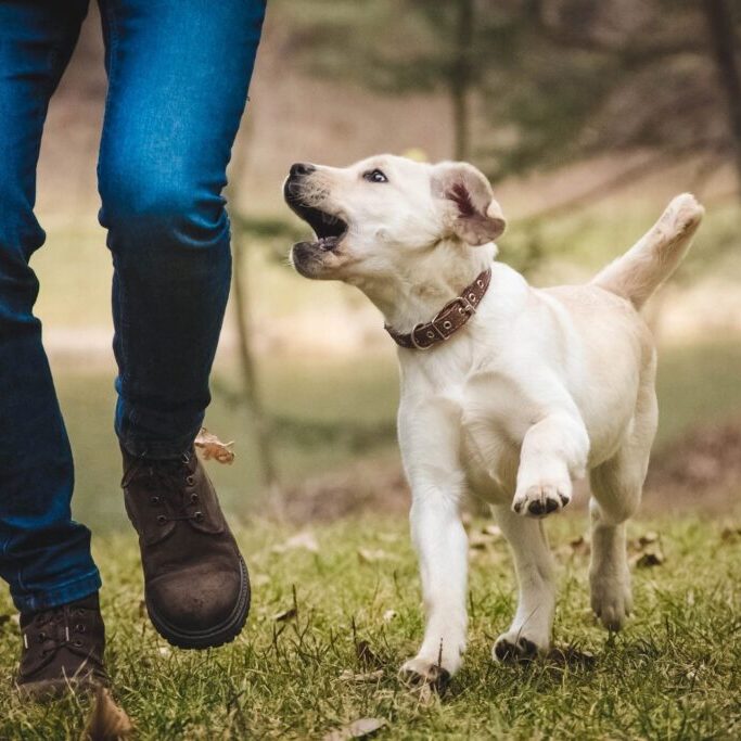 ROUND ROCK PUPPY TRAINING