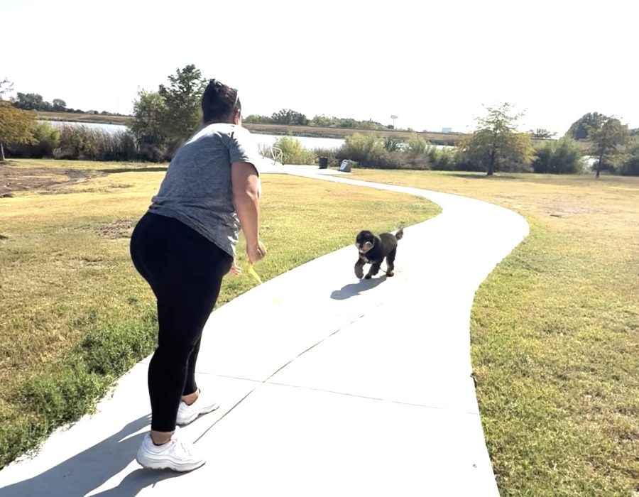 Recall command for dog training in Austin